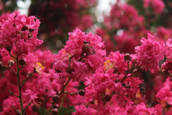 free-photo-of-flores-jardin-rosa-rosado